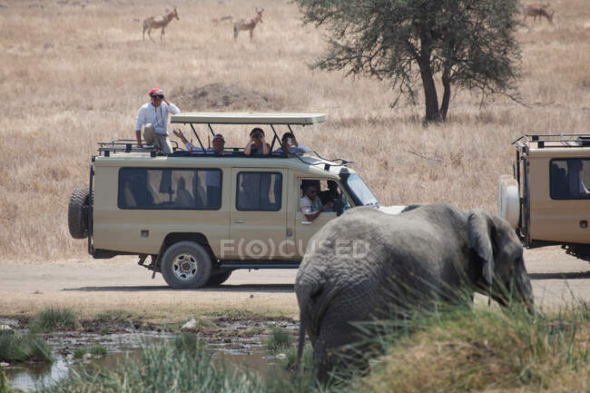 La gente in jeep ammira l'elefante — Foto stock