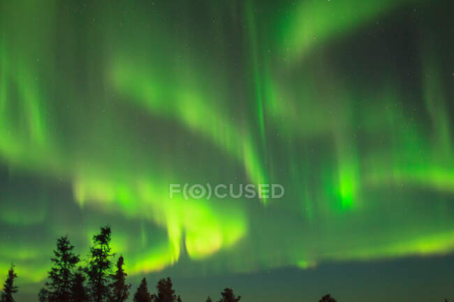 Aurora borealis over trees — Stock Photo