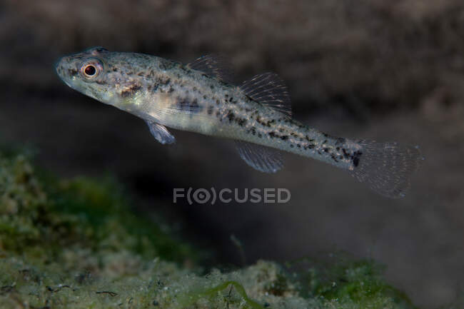 Close-up de peixes bully comuns — Fotografia de Stock