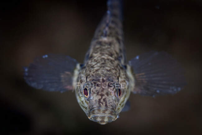 Avvicinamento del comune pesce prepotente — Foto stock