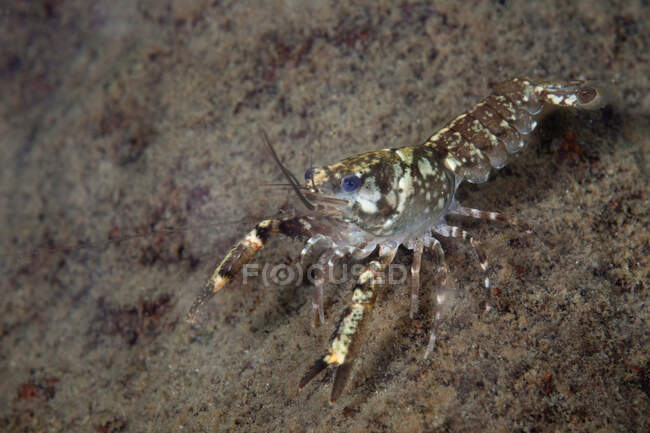 Close up of freshwater crayfish — Stock Photo