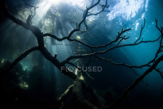 Resíduos de árvores subaquáticas com luz solar — Fotografia de Stock