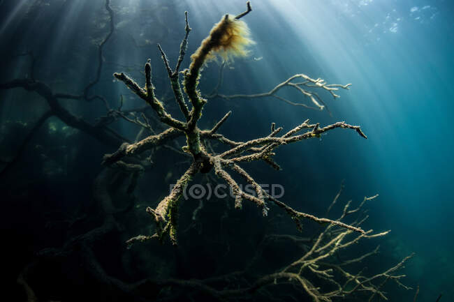 Resíduos de árvores musgosas subaquáticas — Fotografia de Stock