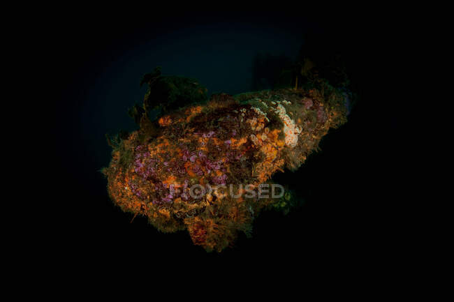 Corallo che cresce su relitto subacqueo — Foto stock