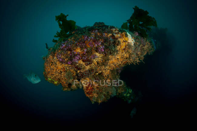 Coral growing on underwater wreck — Stock Photo