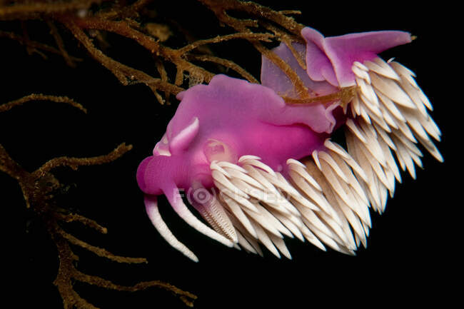 Nudibranch sur épave sous-marine — Photo de stock