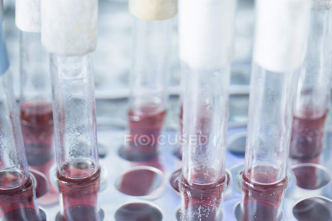 Fechar os tubos de ensaio no laboratório — Fotografia de Stock