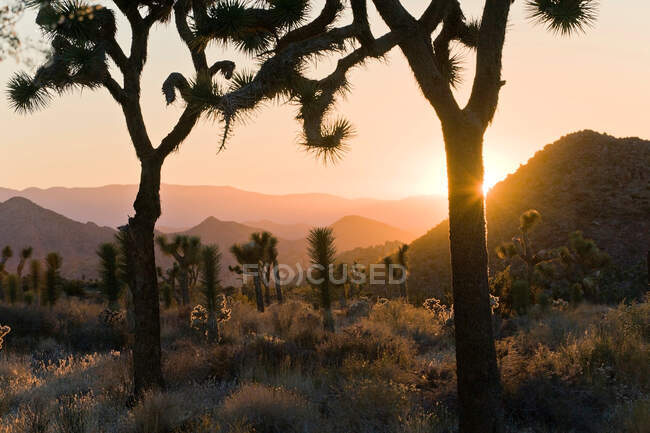 Joshua Tree National Park at dusk, California, USA — стокове фото