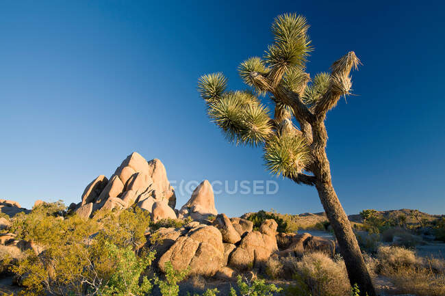 Joshua Tree Nationalpark, Kalifornien, USA — Stockfoto