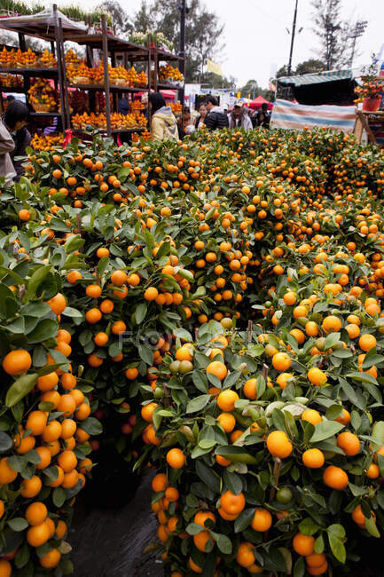 Naranjos ornamentales en el mercado, Hong Kong, China - foto de stock