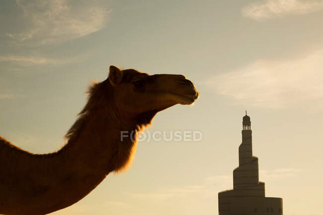 Верблюд и минарет Исламского культурного центра (Фанар), Доха, Катар — стоковое фото
