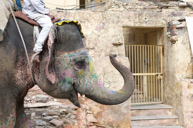 Elefant in Amer Fort, Rajasthan, Indien — Stockfoto