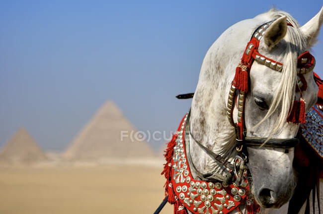 Garanhão árabe por Gizé, Cairo, Egito — Fotografia de Stock