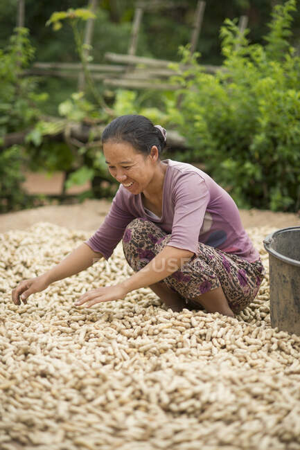 Mid adult woman working during peanut harvest, Shan State, Keng Tung, Burma — Stock Photo