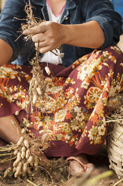 Mitte erwachsene Frau bei der Erdnussernte, Shan State, Keng Tung, Burma — Stockfoto
