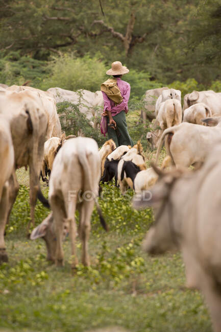Pastoreo de cabras y bovinos, Bagan, Myanmar - foto de stock