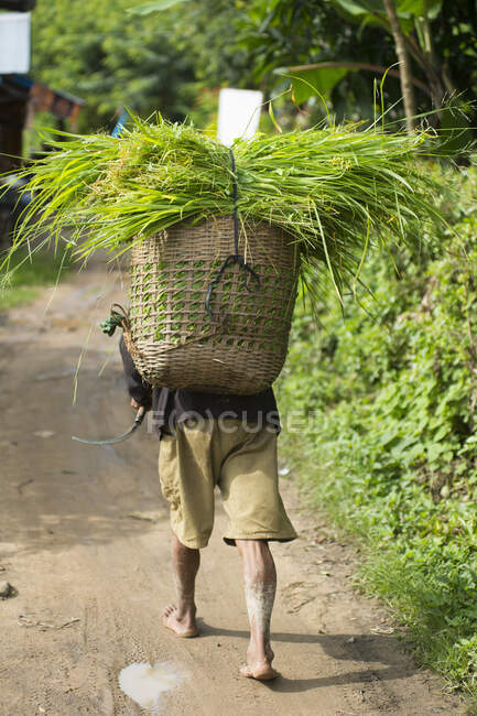 Person, die Pflanzen auf dem Rücken trägt, Rückansicht, Kengtung, Shan State, Myanmar — Stockfoto