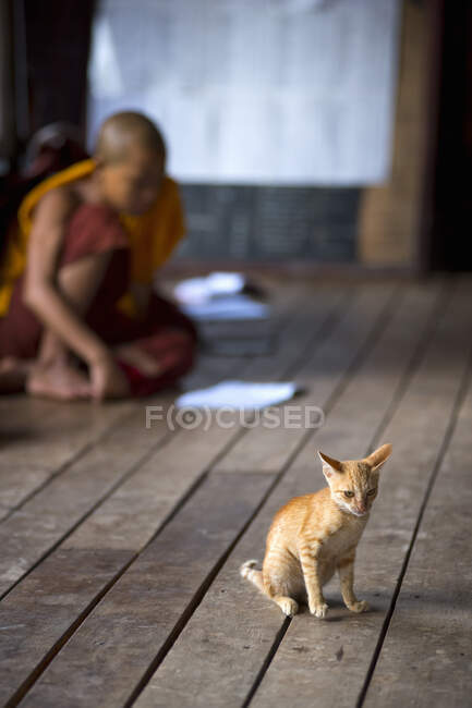 Cat and young Buddhist monk in monastery, Inle lake, Shan State, Myanmar — Stock Photo