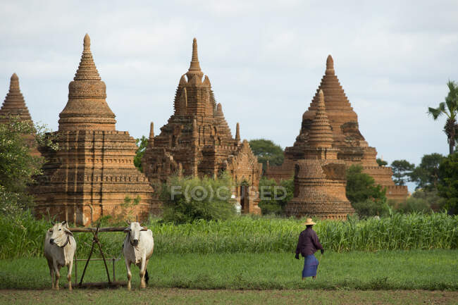 Landwirt mit Vieh vor der Kulisse uralter Pagoden, Bagan, Myanmar — Stockfoto