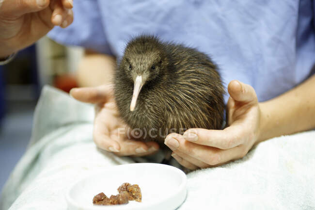 Joven pájaro kiwi siendo atendido en santuario, Auckland, Nueva Zelanda - foto de stock