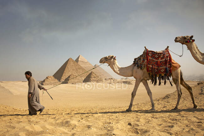 Hombre tirando de camellos frente a las pirámides de Giza, Egipto - foto de stock