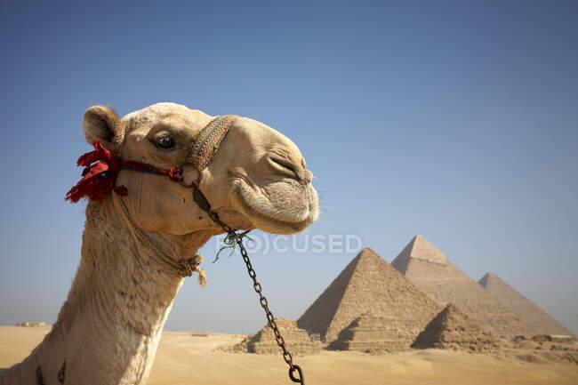 Portrait d'un chameau devant les pyramides de Gizeh, Égypte — Photo de stock