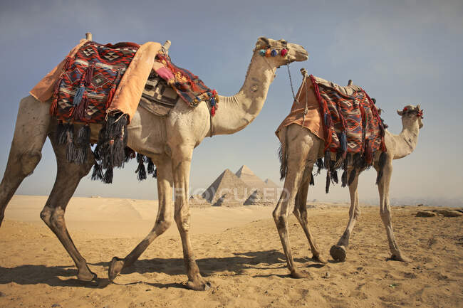 Dois camelos em frente às Pirâmides de Gizé, Egito — Fotografia de Stock
