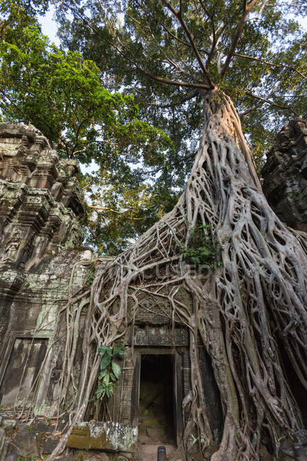 Ruinen mit verwachsenen Baumwurzeln, Ta Prohm, Angkor Wat, Siem Reap, Kambodscha, Südostasien — Stockfoto