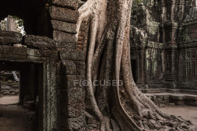 Dettaglio di rovine con radici arboree ricoperte, Ta Prohm, Angkor Wat, Siem Reap, Cambogia, Sud-Est asiatico — Foto stock
