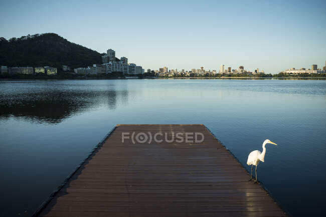 Птица на пирсе ранним утром, Лагоа Родриго де Фрейтас, Рио-де-Жанейро, Бразилия — стоковое фото