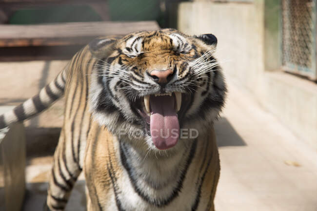 Tigre gruñendo, Chiang Mai, Tailandia - foto de stock