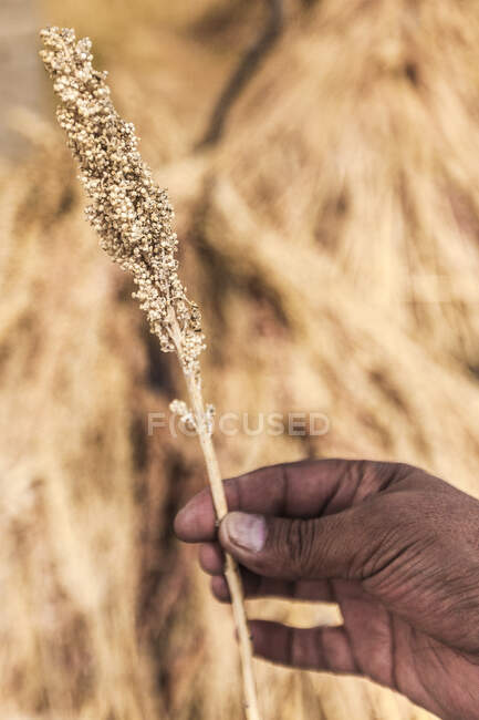 Close up of hand holding quinoa, Bolívia, América do Sul — Fotografia de Stock