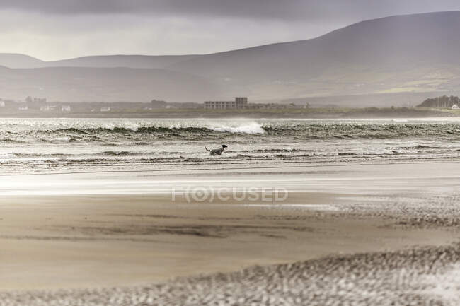 Hund im Meer, Inny Beach, County Kerry, Irland — Stockfoto