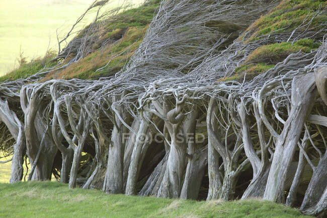 Fileira de árvores dobradas por ventos predominantes, South Island, Nova Zelândia — Fotografia de Stock