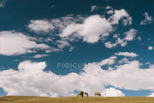 Llama, Ausangate, cordillera Willkanuta, Andes, Perú - foto de stock