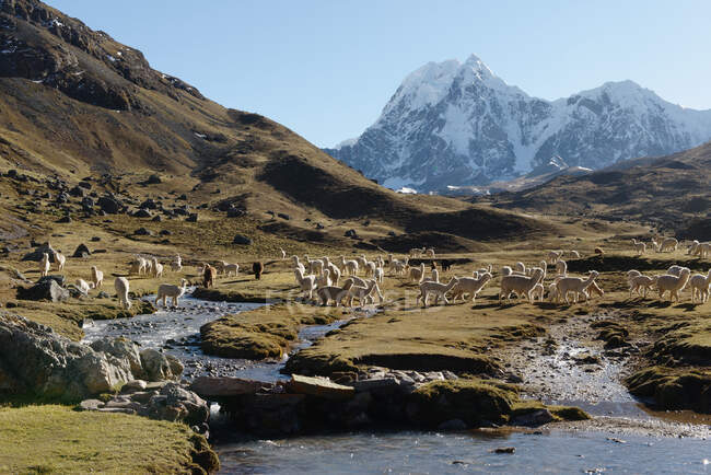 Лама, Аусангате, горный хребет Виллефута, Анды, Перу — стоковое фото