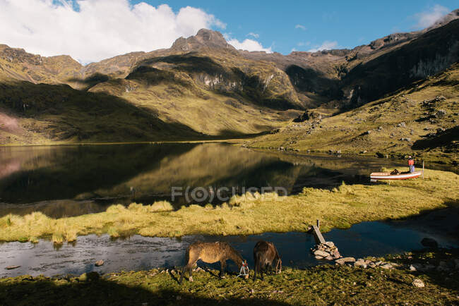 Лама у озера, Ларес, Перу — стоковое фото