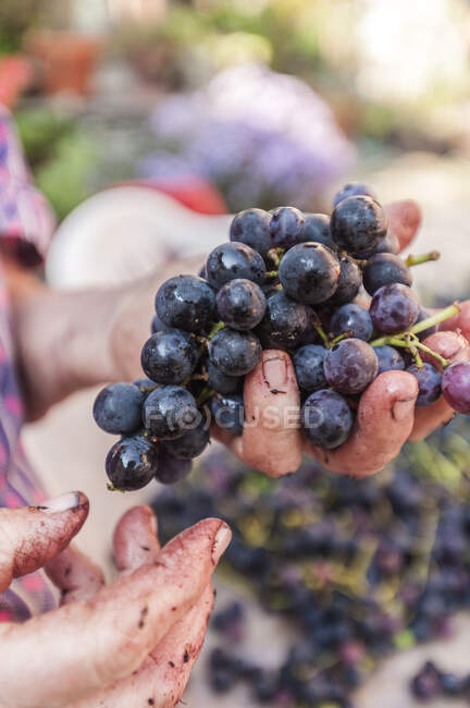 Maduro mulher mãos triagem uvas pretas para fazer grappa, Moghegno Village, Maggia Valley, Ticino, Suíça — Fotografia de Stock