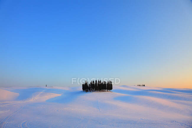 Cipressi in inverno, San Quirico, Toscana, Italia — Foto stock