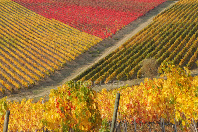 Тосканский пейзаж, виноградники осенью, Кьянти, Сиена, Тоскана, Италия — стоковое фото