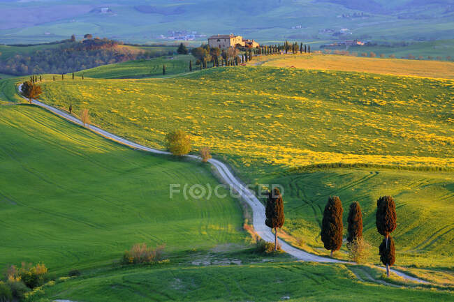 Strada di campagna denominata Gladiator Way and Terrapille farm, Pienza, Toscana, Italia — Foto stock