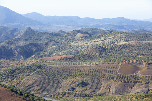 Olivenhain, Andalusien, Spanien — Stockfoto
