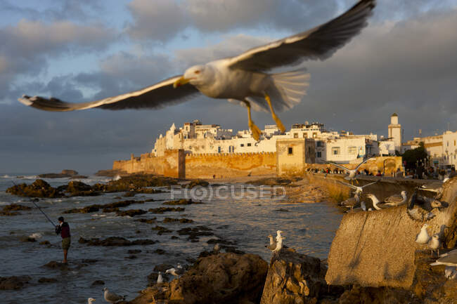 Porto histórico ao pôr do sol com rebanho de gaivotas, Essauira, Marrocos — Fotografia de Stock