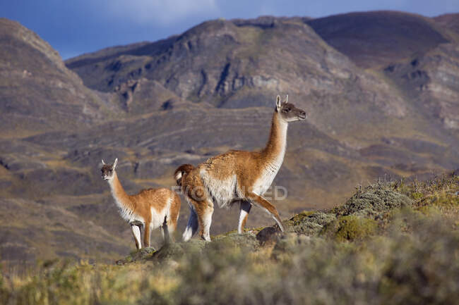 Coppia di guanacos in collina di fronte alle montagne, Parco Nazionale Torres Del Paine, Cile — Foto stock