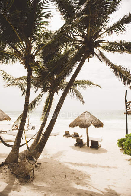 Palme an Liegestühlen und Schatten am Strand, Tulum, Mexiko — Stockfoto