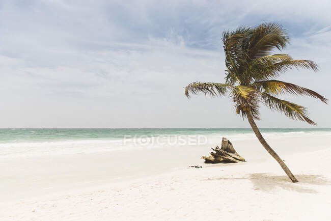 Palmier et bois flotté sur la plage, Tulum, Mexique — Photo de stock