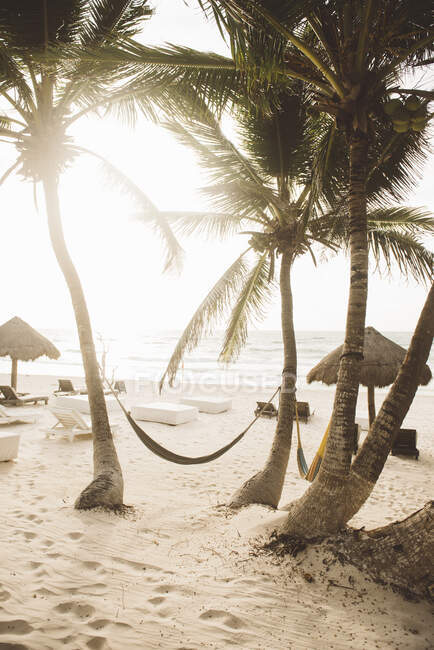Amaca appesa tra due palme sulla spiaggia, Tulum, Messico — Foto stock