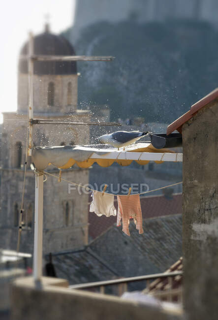 Vogel putzt sich auf dem Dach, Dubrovnik, Kroatien — Stockfoto