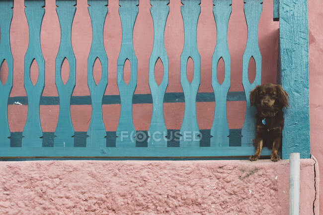 Dog watching from between balcony fence, Flores, Guatemala, América Central — Fotografia de Stock