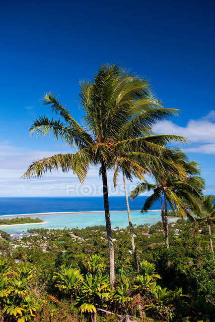 Palmen, Lagune Muri, Rarotonga, Cook-Inseln — Stockfoto